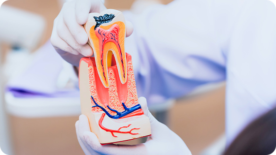 Diagnóstico e cuidados, da polpa dentária até a extremidade da raiz, para você sorrir sempre